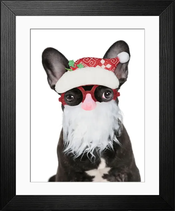 Framed Print : 13131800. French Bulldog, puppy wearing Father Christmas glasses Date Framed Print : 13131800. French Bulldog, puppy wearing Father Christmas glasses Date