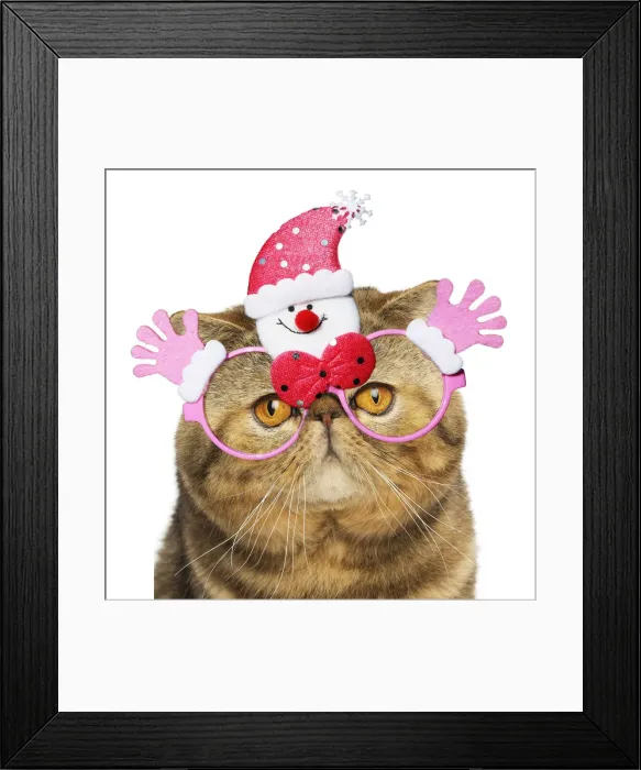 Framed Print : 13131801. Exotic Shorthair Cat wearing glasses Date Framed Print : 13131801. Exotic Shorthair Cat wearing glasses Date