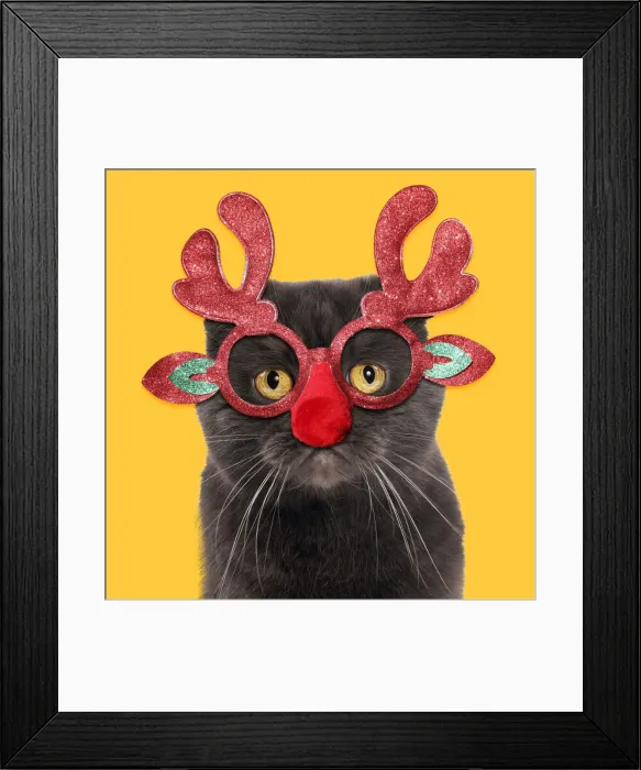 Framed Print : 13131802. Chocolate Scottish Fold Cat wearing Christmas antler glasses Date Framed Print : 13131802. Chocolate Scottish Fold Cat wearing Christmas antler glasses Date