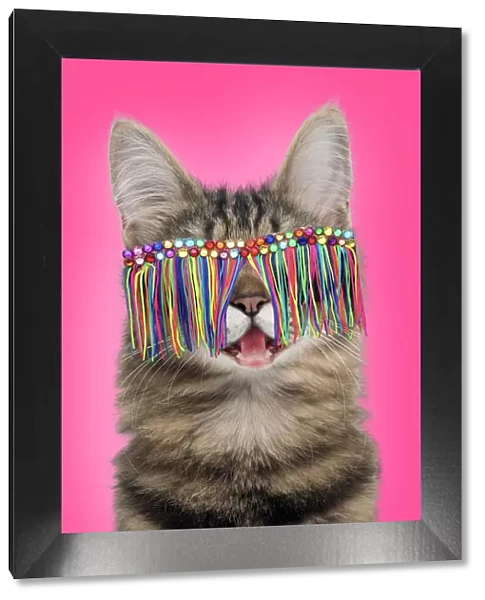 13131804. Turkish Angora Cat, smiling  /  laughing wearing tassel sunglasses Date