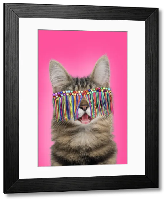 Framed Print : 13131804. Turkish Angora Cat, smiling / laughing wearing tassel sunglasses Date Framed Print : 13131804. Turkish Angora Cat, smiling / laughing wearing tassel sunglasses Date