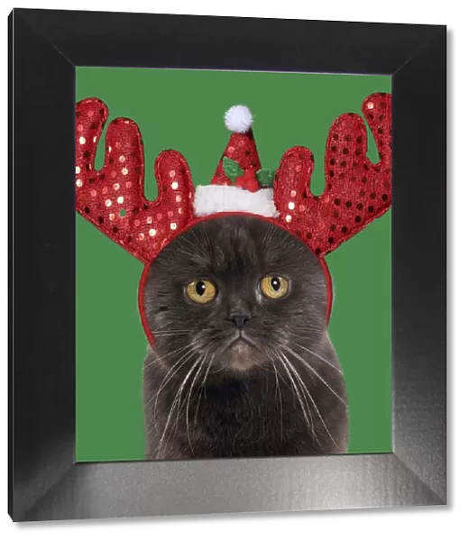 13131803. Chocolate Scottish Fold Cat wearing Christmas antler headband Date