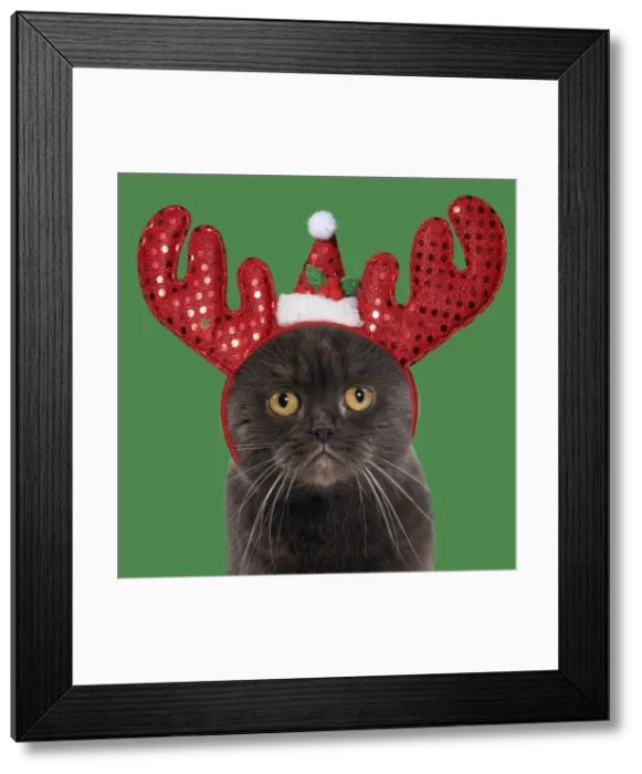 Framed Print : 13131803. Chocolate Scottish Fold Cat wearing Christmas antler headband Date Framed Print : 13131803. Chocolate Scottish Fold Cat wearing Christmas antler headband Date