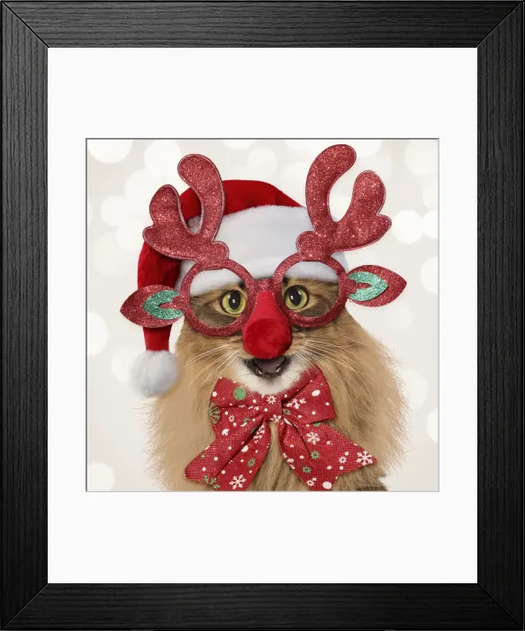 Framed Print : 13131805. Somali Cat, mouth open, smiling Framed Print : 13131805. Somali Cat, mouth open, smiling