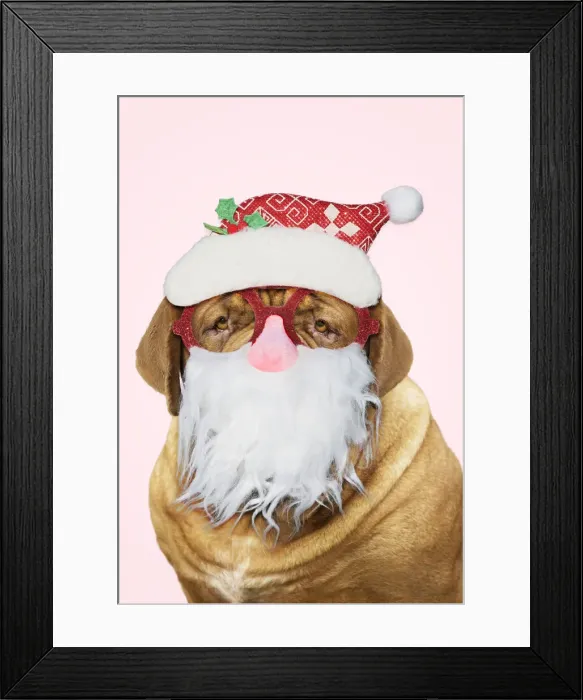 Framed Print : 13131806. Dog - Dogue de Bordeaux / Bordeaux Mastiff / French Mastiff / Bordeauxdog Framed Print : 13131806. Dog - Dogue de Bordeaux / Bordeaux Mastiff / French Mastiff / Bordeauxdog