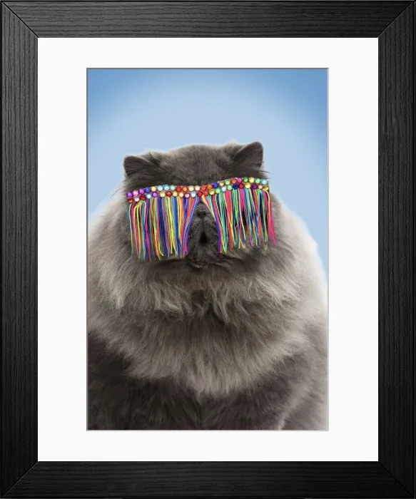 Framed Print : 13131807. Blue Persian Cat, wearing tassel sunglasses Date Framed Print : 13131807. Blue Persian Cat, wearing tassel sunglasses Date