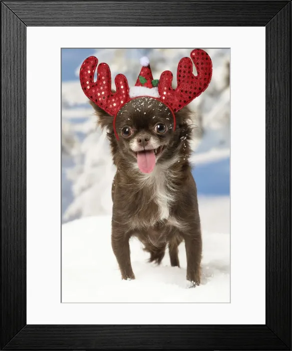Framed Print : 13131809. Chihuahua dog in the winter snow wearing Christmas antlers Date Framed Print : 13131809. Chihuahua dog in the winter snow wearing Christmas antlers Date