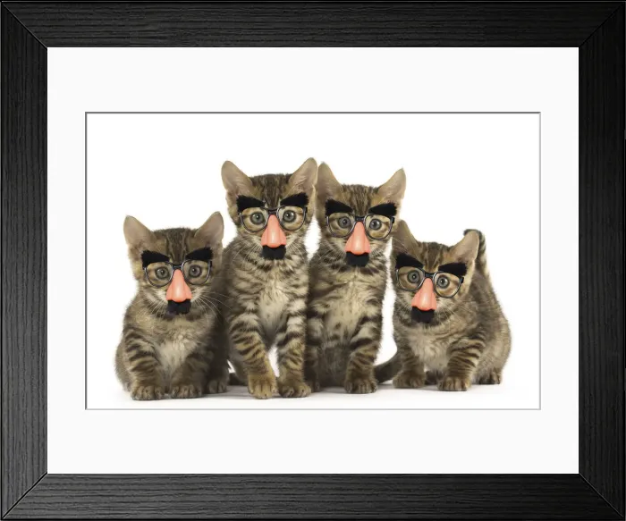 Framed Print : 13131811. Toyger kittens in the studio wearing false nose Groucho glasses Date Framed Print : 13131811. Toyger kittens in the studio wearing false nose Groucho glasses Date