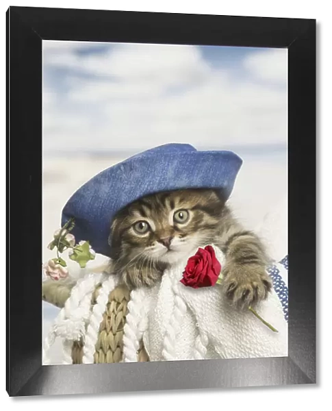 13131812. Siberian kitten with hat holding rose Date