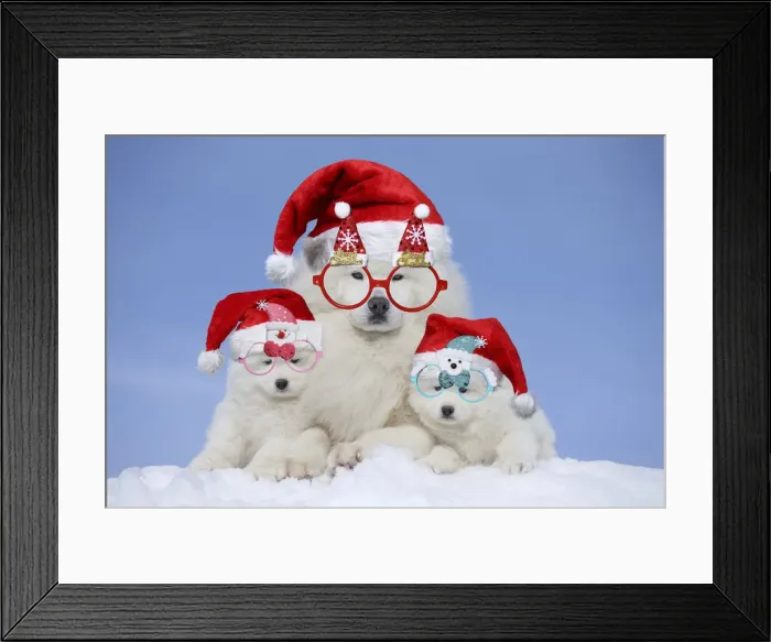 Framed Print : 13131810. Samoyeds wearing Christmas hats and glasses Date Framed Print : 13131810. Samoyeds wearing Christmas hats and glasses Date