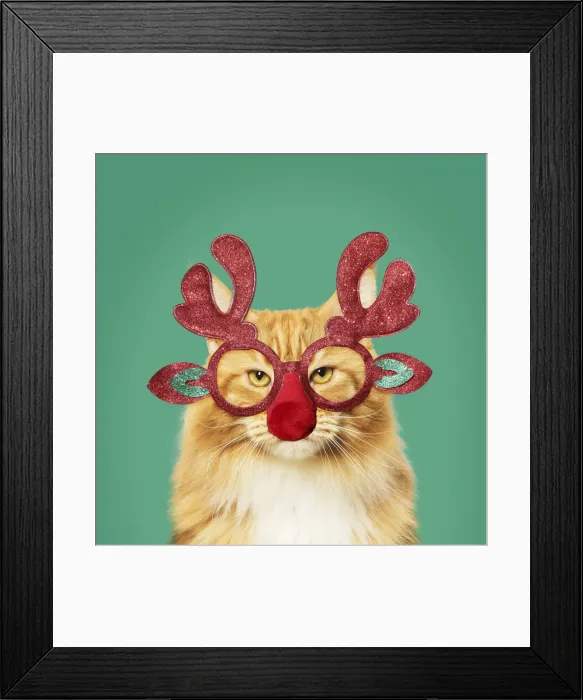 Framed Print : 13131813. Ginger Maine Coon Cat, wearing Christmas antler glasses Date Framed Print : 13131813. Ginger Maine Coon Cat, wearing Christmas antler glasses Date