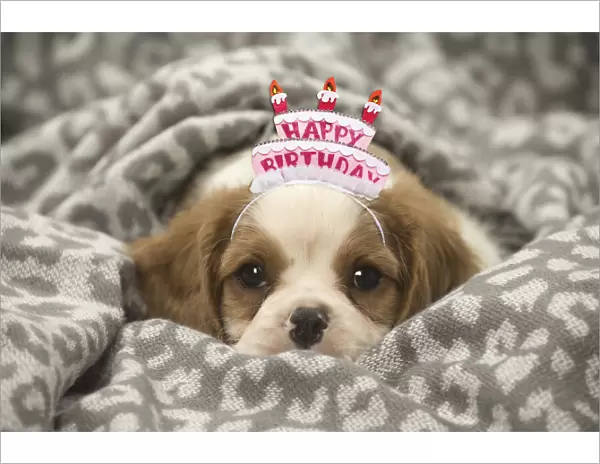 13131814. Cavalier King Charles Spaniel puppy wearing Happy Birthday headband Date