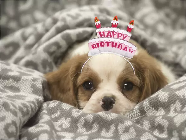 13131814. Cavalier King Charles Spaniel puppy wearing Happy Birthday headband Date