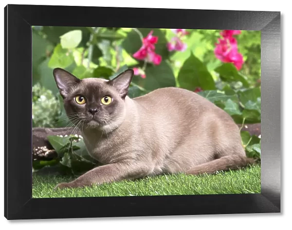 13131815. Burmese cat outdoors in the garden Date