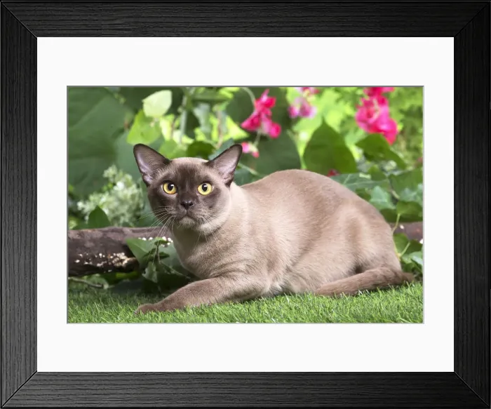 Framed Print : 13131815. Burmese cat outdoors in the garden Date Framed Print : 13131815. Burmese cat outdoors in the garden Date