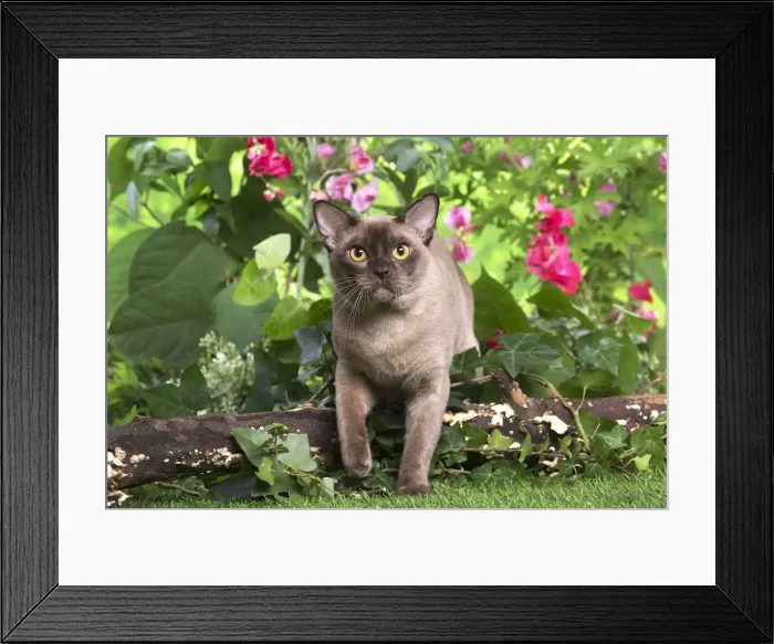 Framed Print : 13131816. Burmese cat outdoors in the garden Date Framed Print : 13131816. Burmese cat outdoors in the garden Date