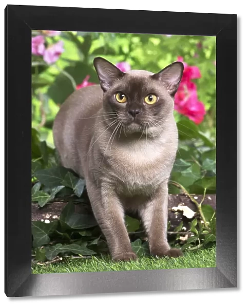 13131817. Burmese cat outdoors in the garden Date