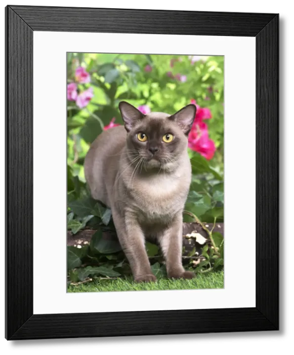 Framed Print : 13131817. Burmese cat outdoors in the garden Date