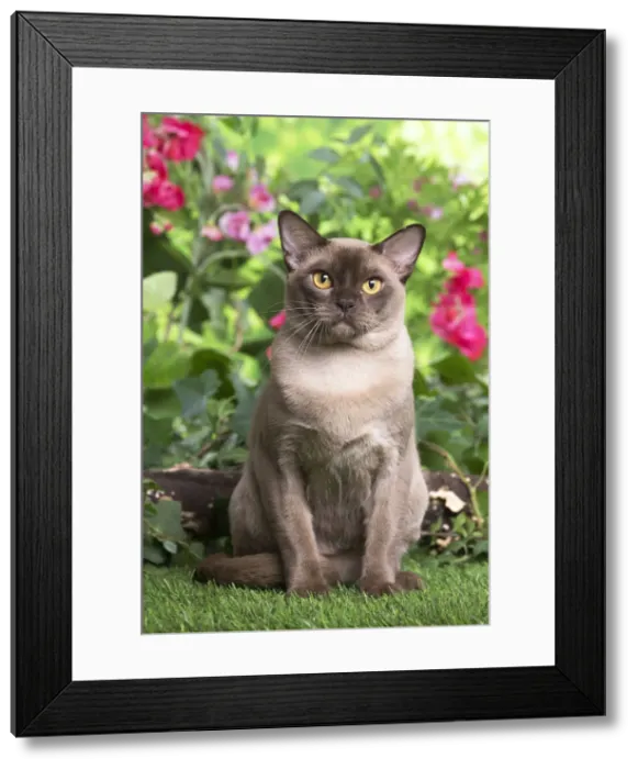 Framed Print : 13131818. Burmese cat outdoors in the garden Date Framed Print : 13131818. Burmese cat outdoors in the garden Date