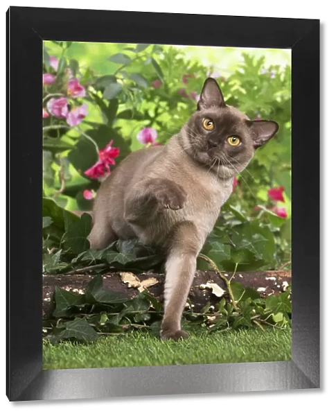13131819. Burmese cat outdoors in the garden Date