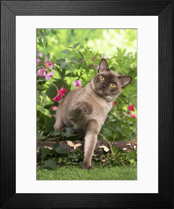 Framed Print : 13131819. Burmese cat outdoors in the garden Date Framed Print : 13131819. Burmese cat outdoors in the garden Date