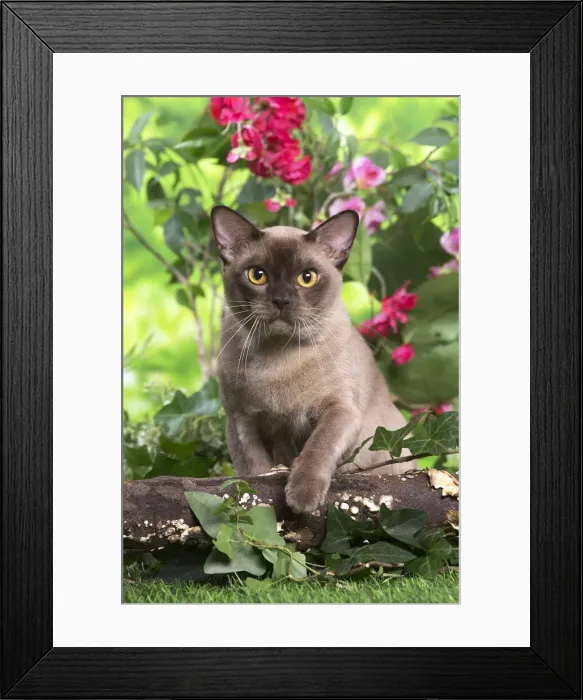 Framed Print : 13131820. Burmese cat outdoors in the garden Date Framed Print : 13131820. Burmese cat outdoors in the garden Date