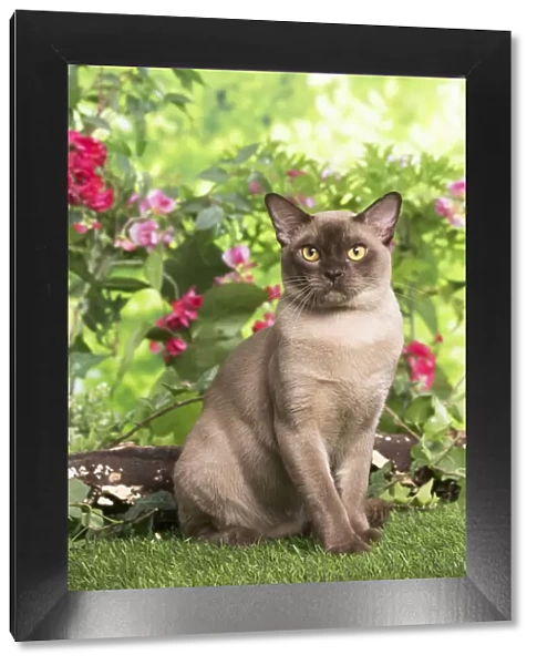 13131821. Burmese cat outdoors in the garden Date
