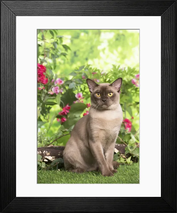 Framed Print : 13131821. Burmese cat outdoors in the garden Date Framed Print : 13131821. Burmese cat outdoors in the garden Date