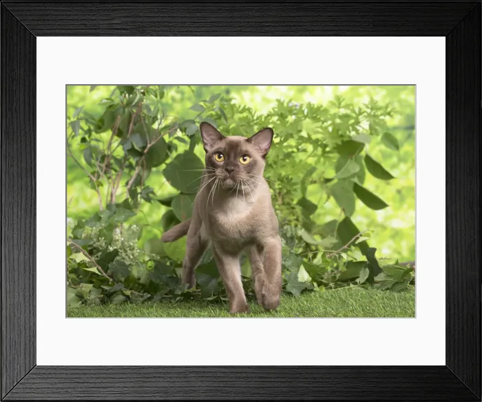 Framed Print : 13131823. Burmese cat outdoors in the garden Date Framed Print : 13131823. Burmese cat outdoors in the garden Date
