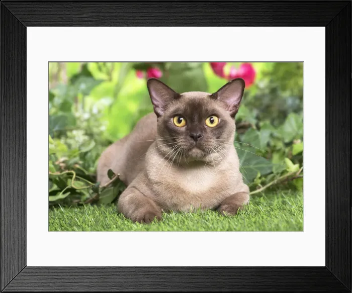 Framed Print : 13131822. Burmese cat outdoors in the garden Date Framed Print : 13131822. Burmese cat outdoors in the garden Date