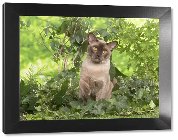 13131824. Burmese cat outdoors in the garden Date
