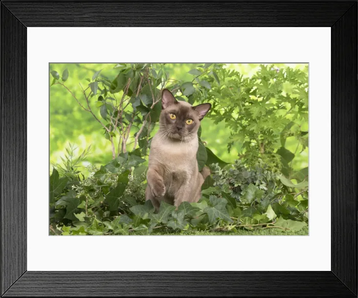 Framed Print : 13131824. Burmese cat outdoors in the garden Date Framed Print : 13131824. Burmese cat outdoors in the garden Date