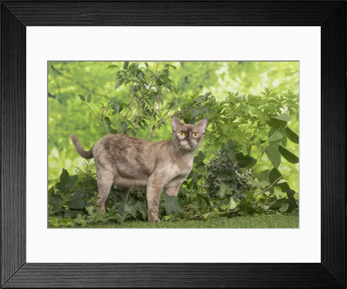 Framed Print : 13131825. Burmese cat outdoors in the garden Date Framed Print : 13131825. Burmese cat outdoors in the garden Date