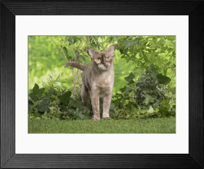 Framed Print : 13131826. Burmese cat outdoors in the garden Date Framed Print : 13131826. Burmese cat outdoors in the garden Date