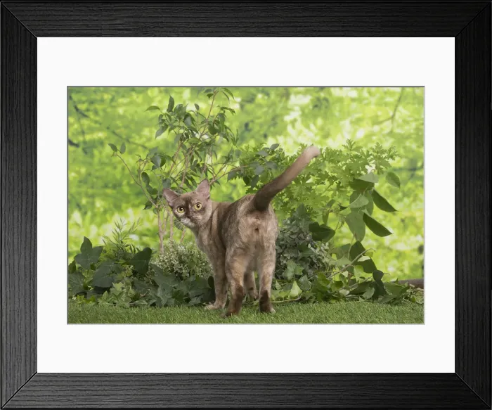 Framed Print : 13131827. Burmese cat outdoors in the garden Date Framed Print : 13131827. Burmese cat outdoors in the garden Date