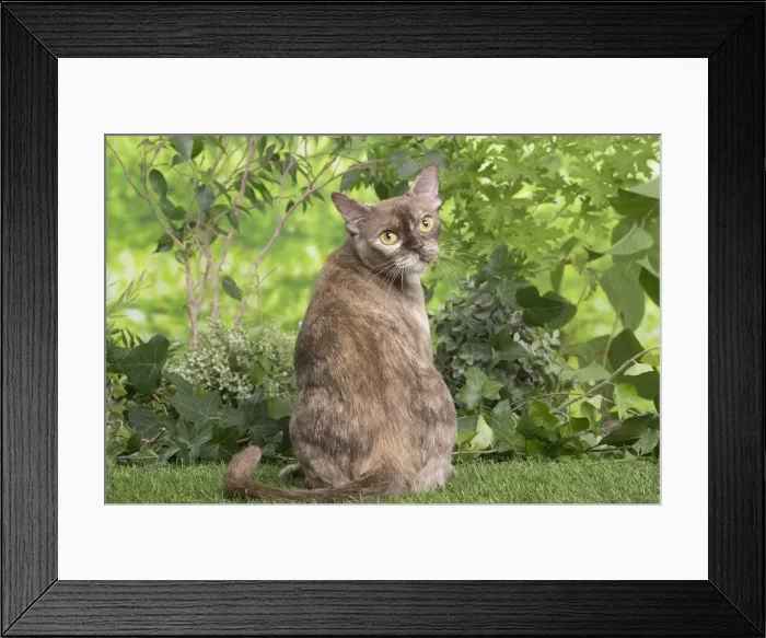 Framed Print : 13131828. Burmese cat outdoors in the garden Date Framed Print : 13131828. Burmese cat outdoors in the garden Date