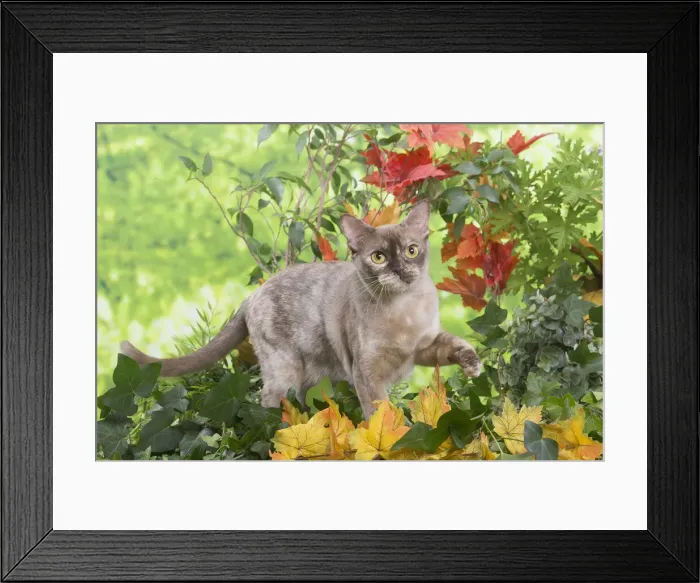 Framed Print : 13131829. Burmese cat outdoors in the garden Date Framed Print : 13131829. Burmese cat outdoors in the garden Date