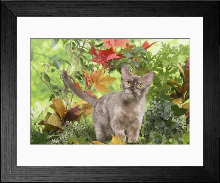 Framed Print : 13131830. Burmese cat outdoors in the garden Date Framed Print : 13131830. Burmese cat outdoors in the garden Date