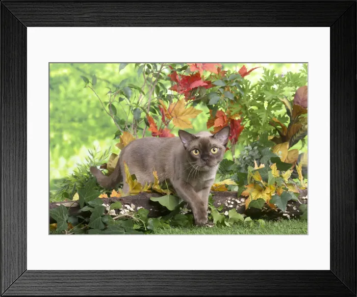 Framed Print : 13131833. Burmese cat outdoors in the garden Date Framed Print : 13131833. Burmese cat outdoors in the garden Date
