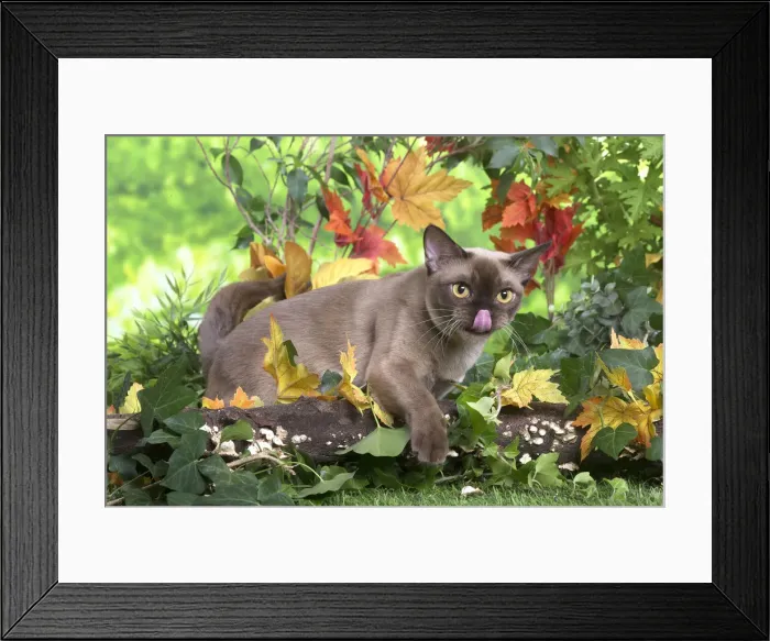 Framed Print : 13131834. Burmese cat outdoors in the garden Date Framed Print : 13131834. Burmese cat outdoors in the garden Date