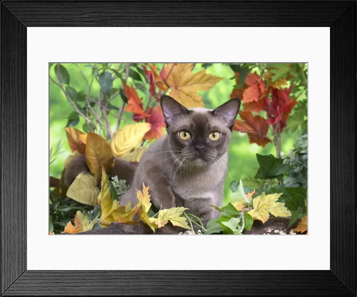 Framed Print : 13131835. Burmese cat outdoors in the garden Date Framed Print : 13131835. Burmese cat outdoors in the garden Date