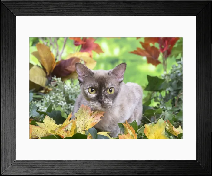 Framed Print : 13131832. Burmese cat outdoors in the garden Date Framed Print : 13131832. Burmese cat outdoors in the garden Date