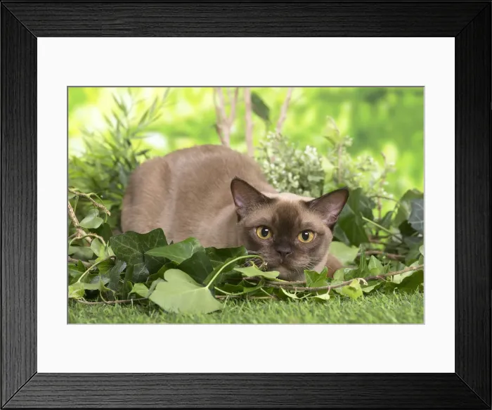 Framed Print : 13131836. Burmese cat outdoors in the garden Date Framed Print : 13131836. Burmese cat outdoors in the garden Date