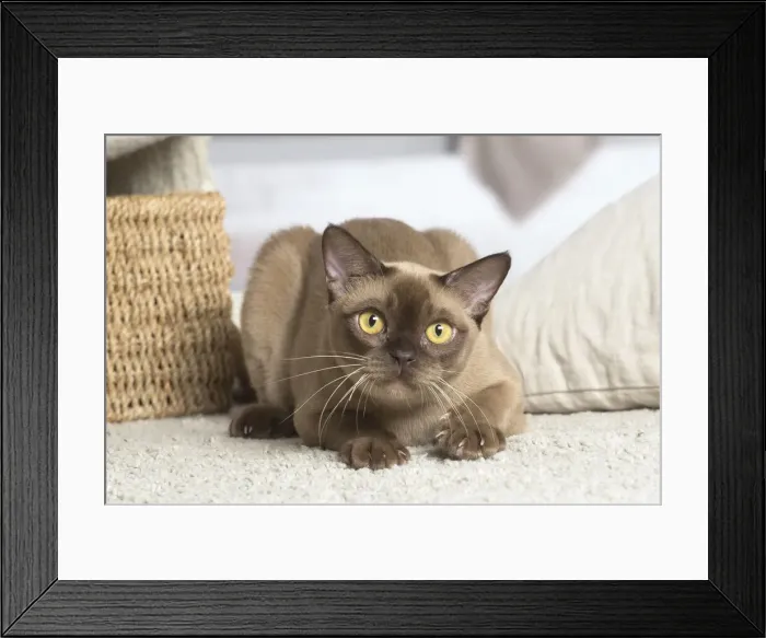 Framed Print : 13131837. Burmese cat indoors Date Framed Print : 13131837. Burmese cat indoors Date