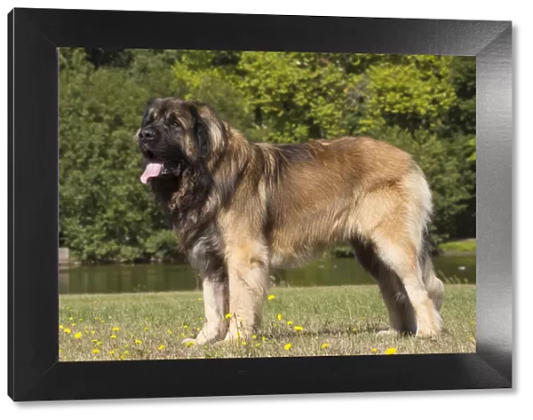 13131839. Leonberger dog outdoors Date