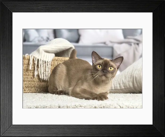 Framed Print : 13131838. Burmese cat indoors Date Framed Print : 13131838. Burmese cat indoors Date
