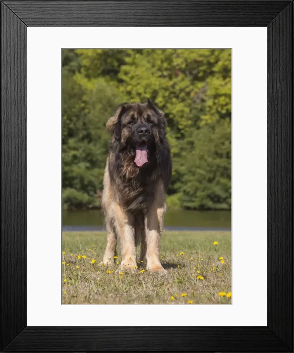 Framed Print : 13131841. Leonberger dog outdoors Date Framed Print : 13131841. Leonberger dog outdoors Date