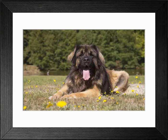 Framed Print : 13131840. Leonberger dog outdoors Date Framed Print : 13131840. Leonberger dog outdoors Date
