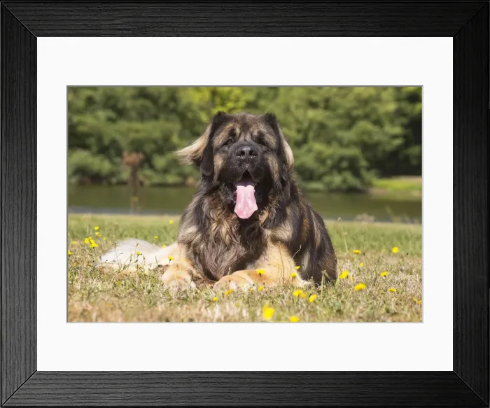 Framed Print : 13131842. Leonberger dog outdoors Date Framed Print : 13131842. Leonberger dog outdoors Date