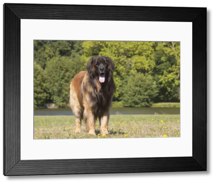 Framed Print : 13131844. Leonberger dog outdoors Date Framed Print : 13131844. Leonberger dog outdoors Date